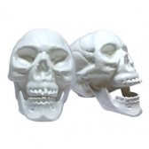 Enfeite Crânio com Mandíbula Branco Gala - Halloween